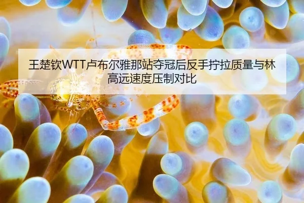 wang-chu-qin-lu-bu-er-ya-na-zhan-duo-guan-hou-fan-shou-ning-la-zhi-liang-yu-lin-gao-yuan-su-du-ya-zhi-dui-bi-2-427.jpg